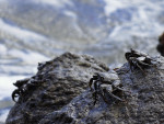 _IGP1222_DxO_1
