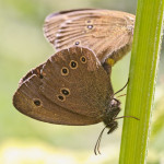 SG209237_1000_1000