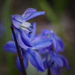 _IGP3756_DxO
