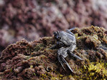 _IGP1260_DxO_1