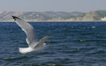 SG202992_DxO_4