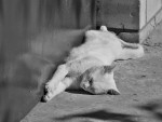 SG200133bw