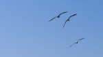 SG202997_16_9
