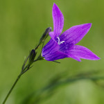 _IGP8856_DxO_1