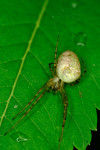 Паук