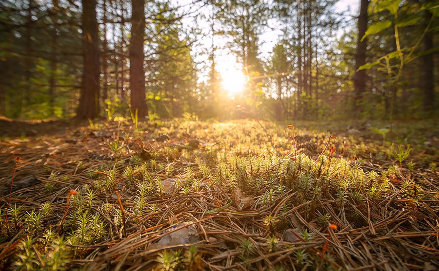 Солнечный лес, в котором растут грибы :)
