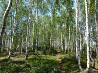 som