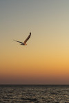 IMG_3963-4