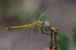 IMG_4380-5